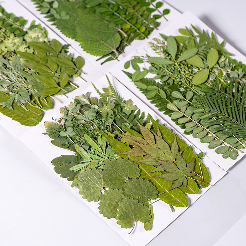 Dried Flower Bookmark - 1 세트 35pcs 누르면 말린 꽃