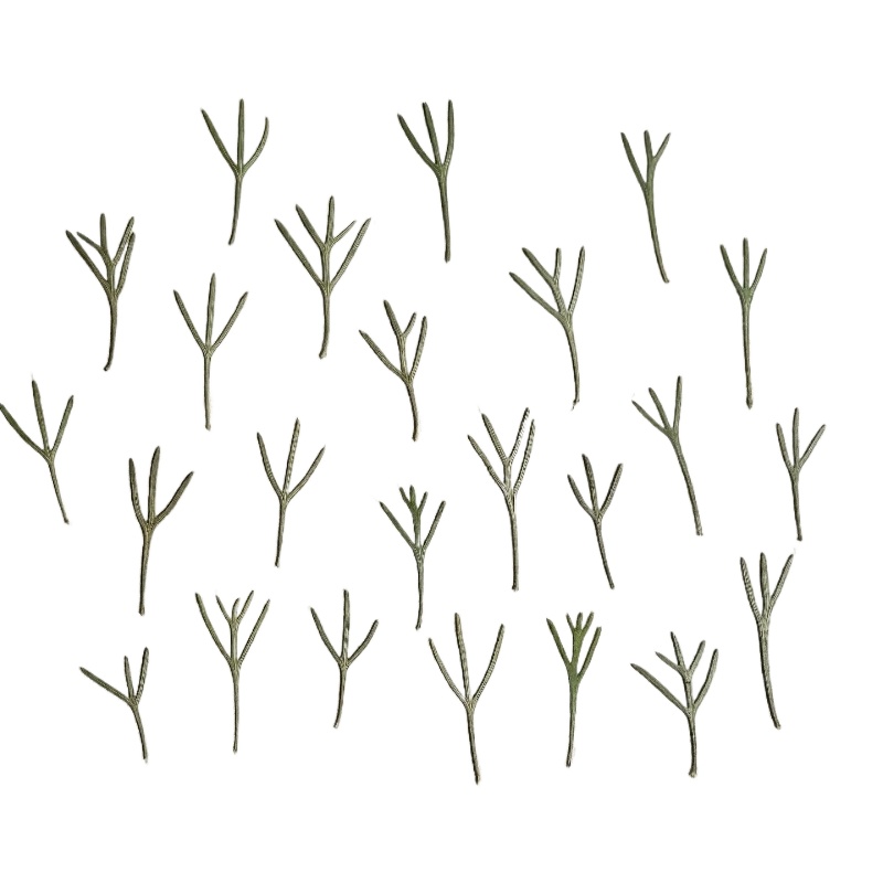 Dried Flower Bookmark - 24개, 에폭시 수지 몰드용 실제 압축된