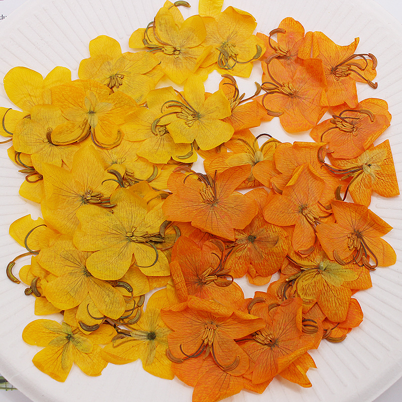 Dried Flower Bookmark - 60pcs 말린 압축 노란색/주황색 카시아 꽃