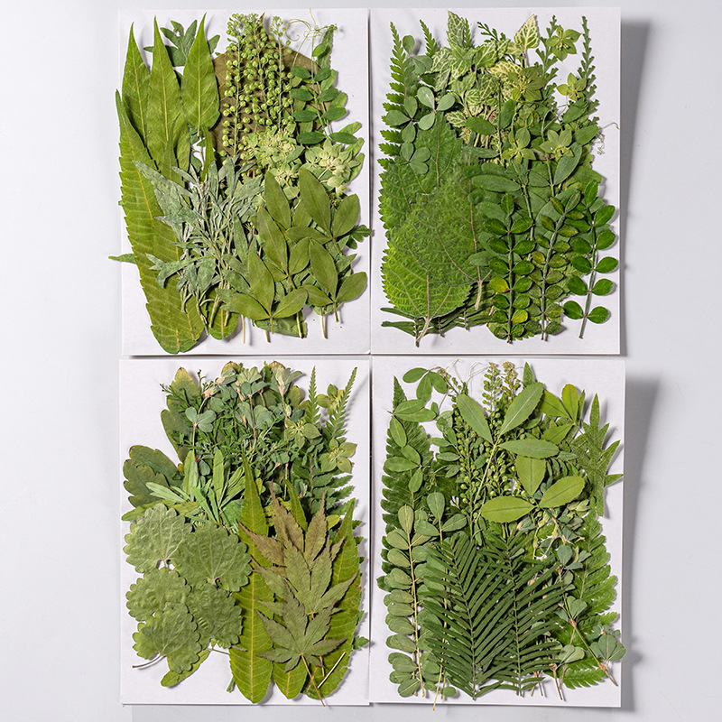 1 세트 35pcs 누르면 말린 꽃 혼합 잎 식물 표본 - Dried Flower Bookmark 리뷰 및 가격