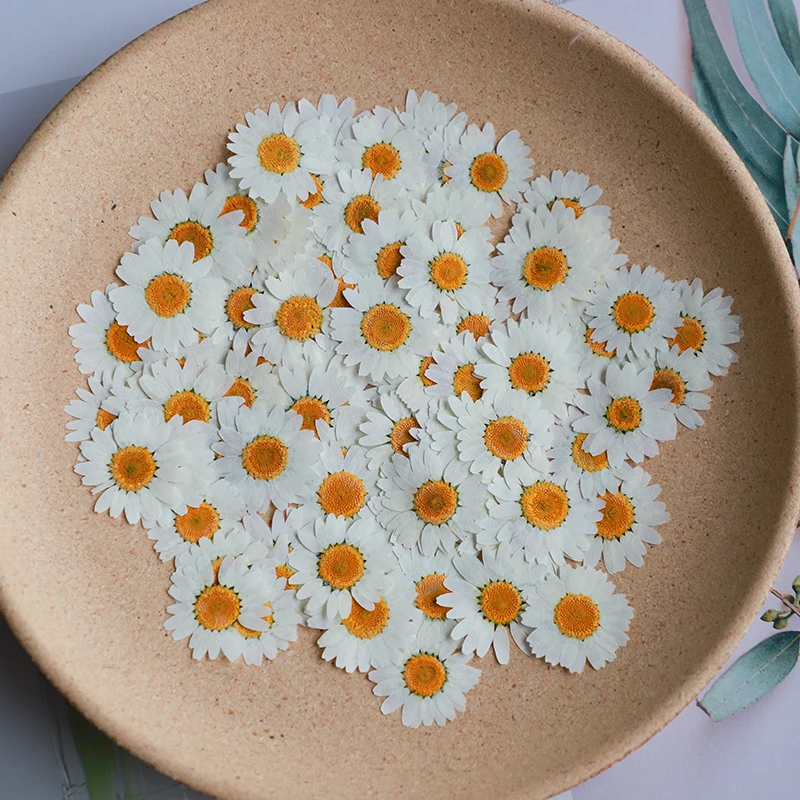 60X 말린 자연 흰색 국화 Paludosum 꽃 보석 - Dried Flower Bookmark 리뷰 및 가격