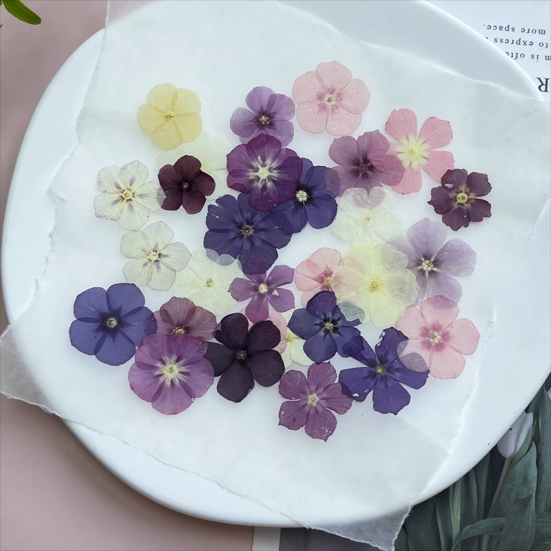 12개, 반투명 니치 플록스 압화 - 사진 액자/레진  - Dried Flower Bookmark 리뷰 및 가격