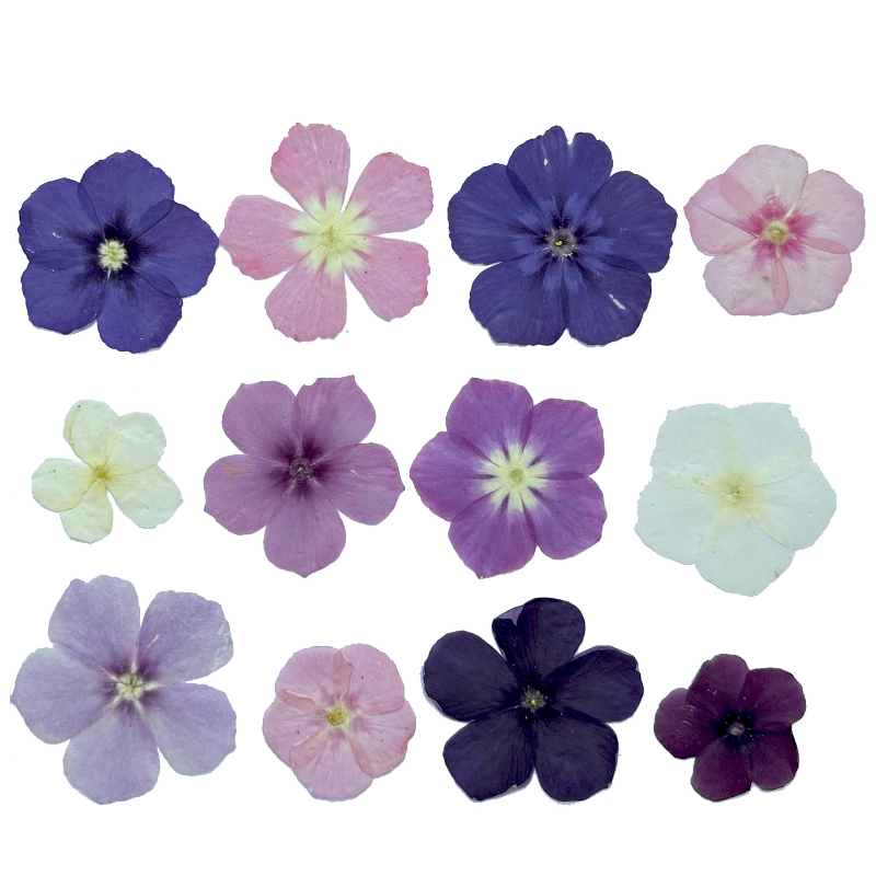 12개, 반투명 니치 플록스 압화 - 사진 액자/레진  - Dried Flower Bookmark 리뷰 및 가격